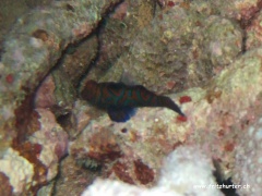Synchiropus splendidus (Mandarinleierfisch)